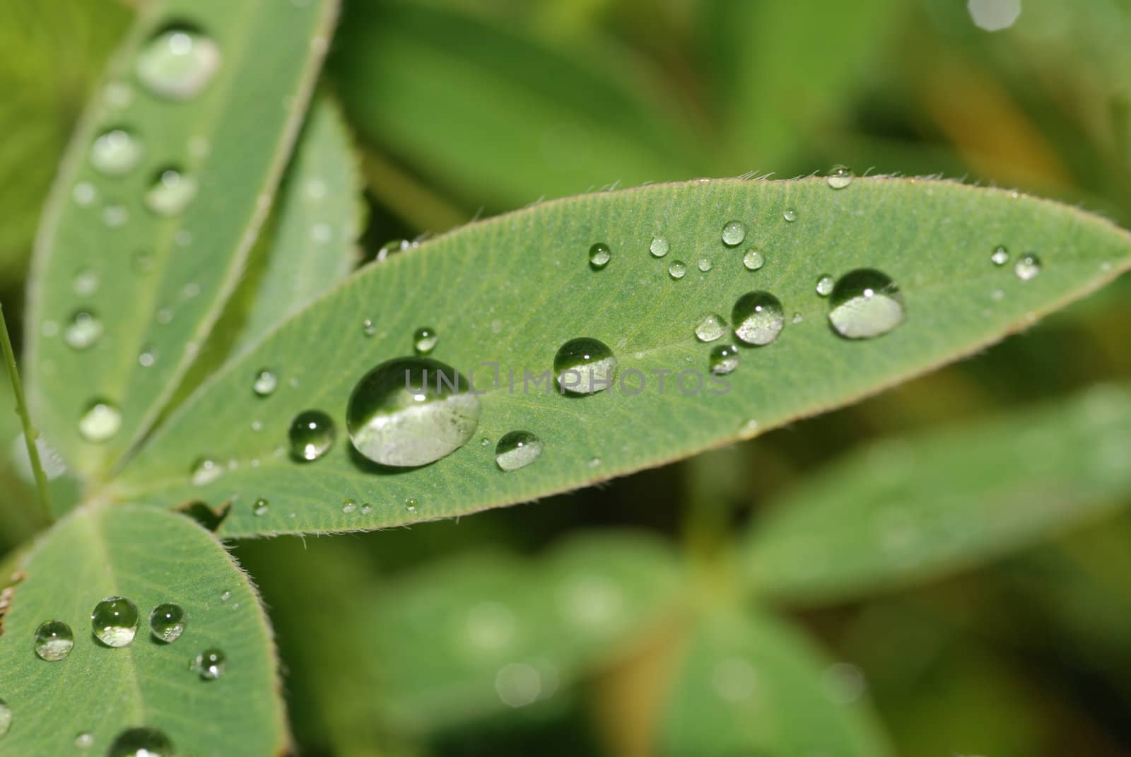 Drops on a leaf. Morning dew on green vegetation