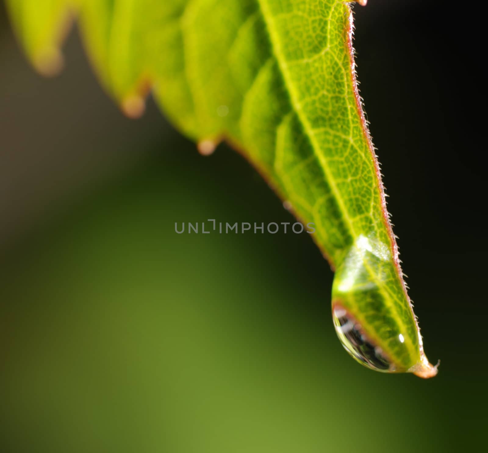 Drops on a leaf. Morning dew on green vegetation