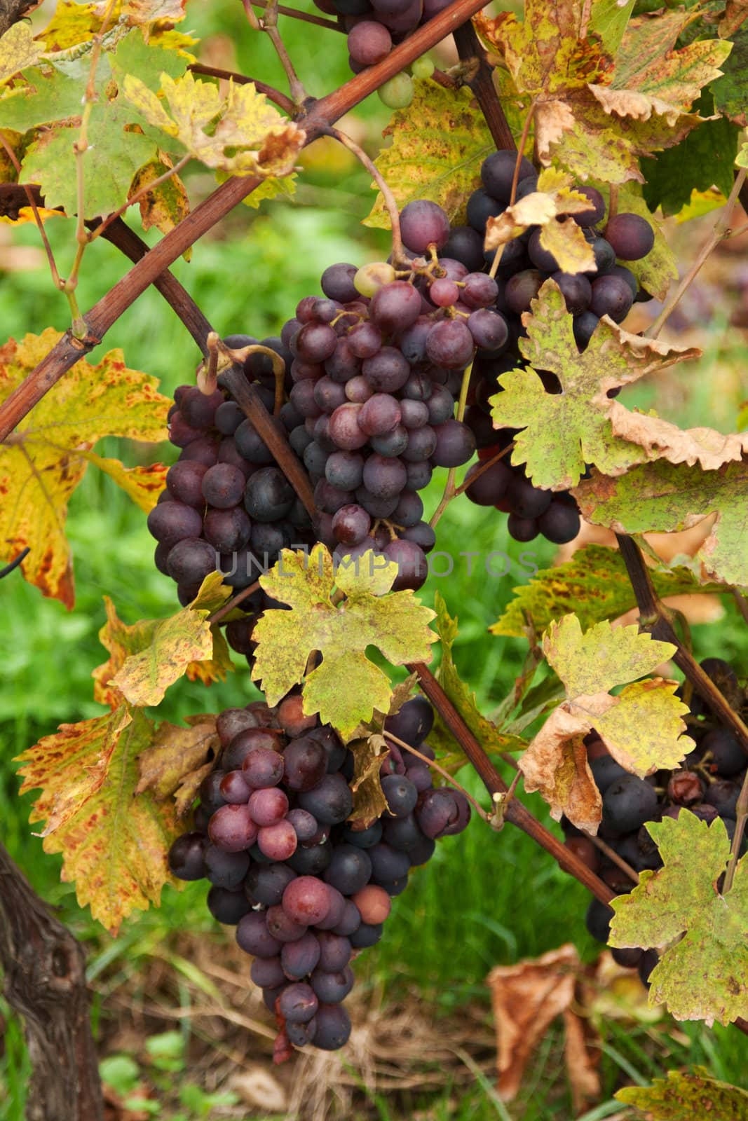 Blue grape grows with yellow sheet and grape manhole