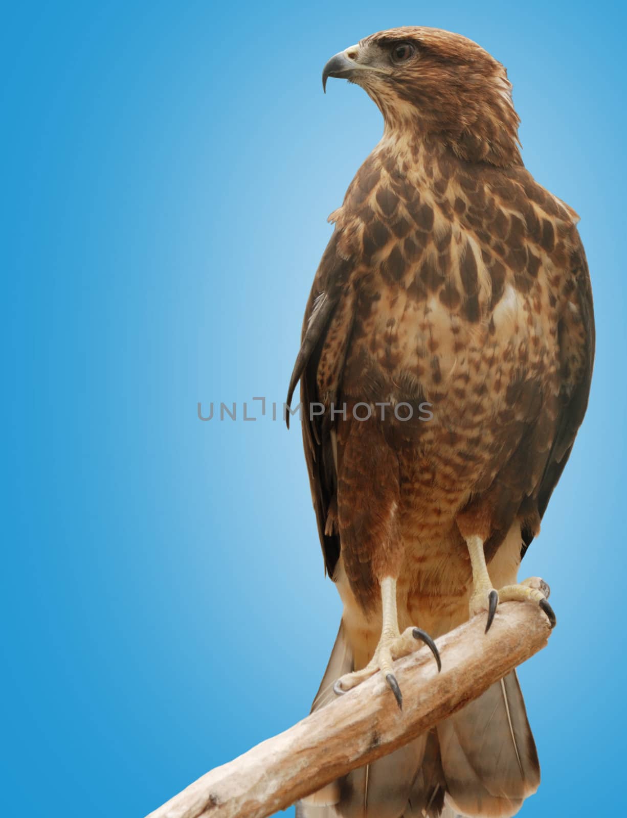 Falcon. A bird of prey isolated on a blue background