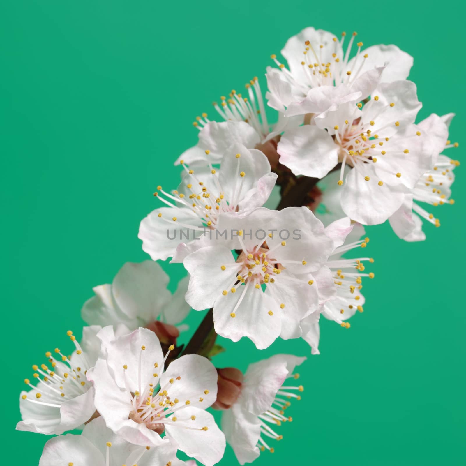 Blossoming branch of a tree. A fruit tree - an apricot, blooming in the early spring