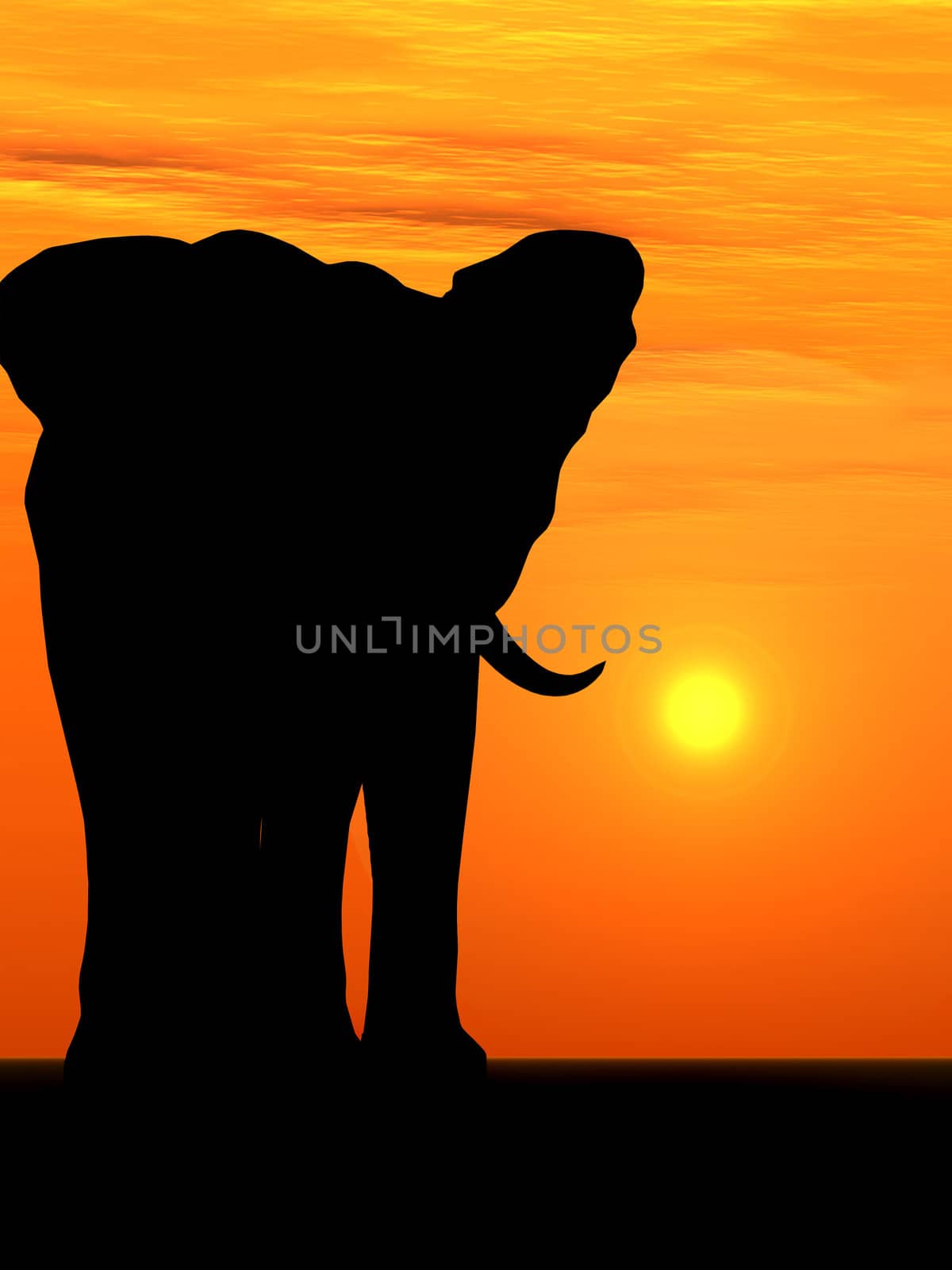 The elephant. A silhouette elephant on a background sunset 