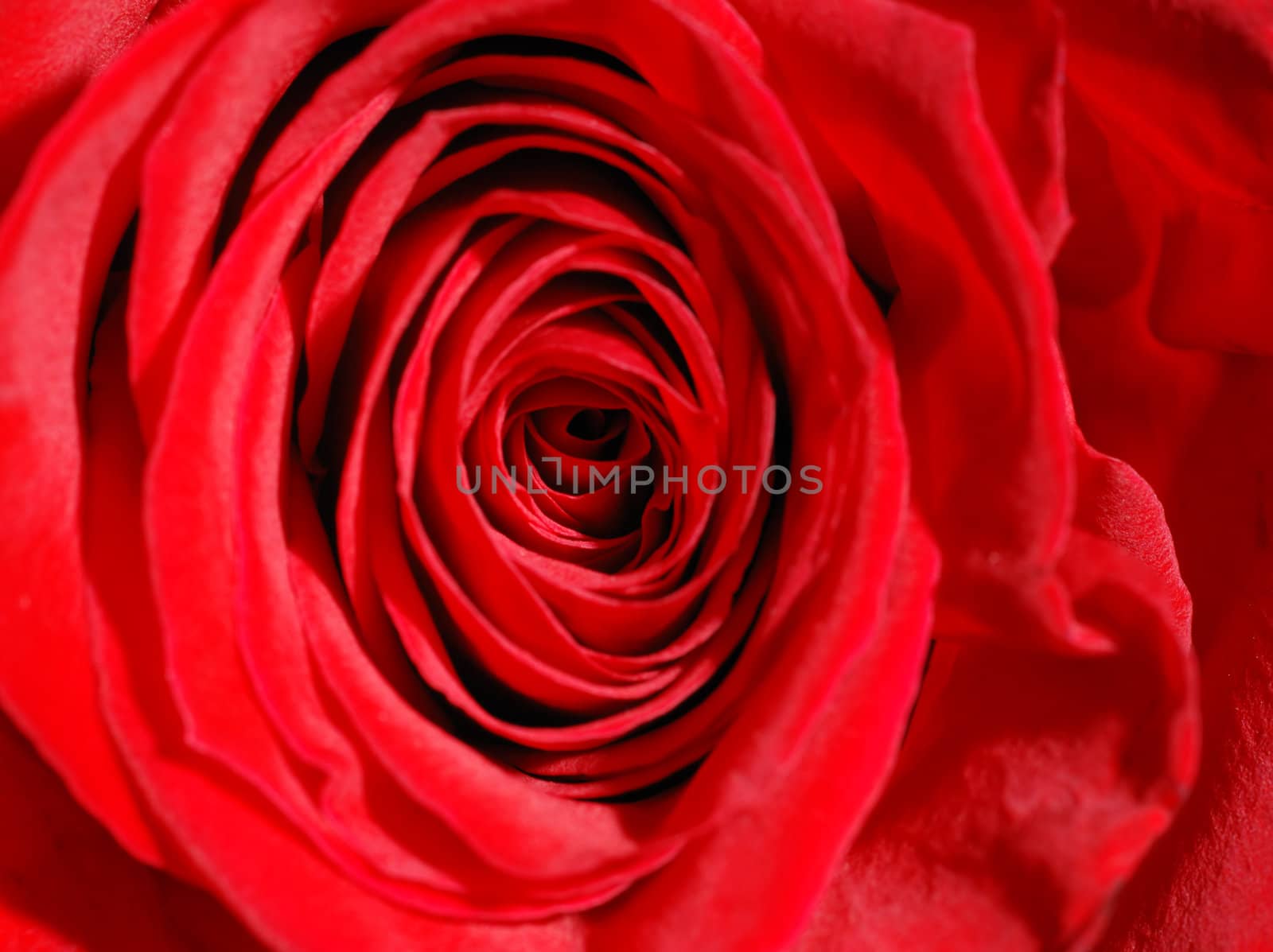 rose background. Bright red blossom petal rose