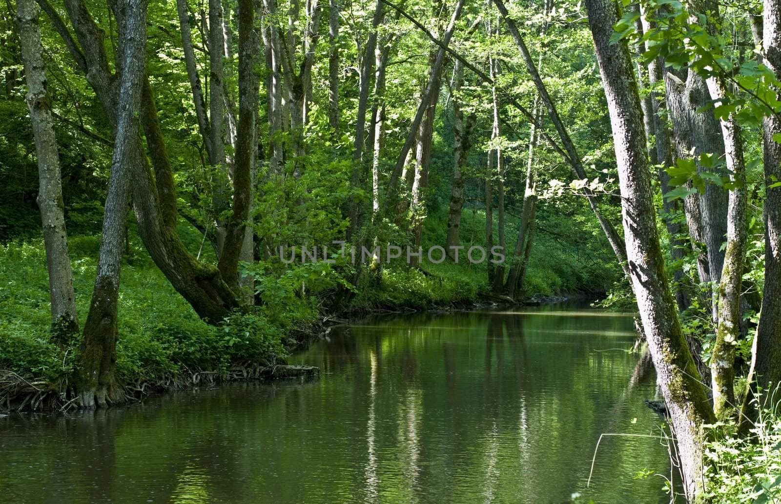 green river with trees in the shadow