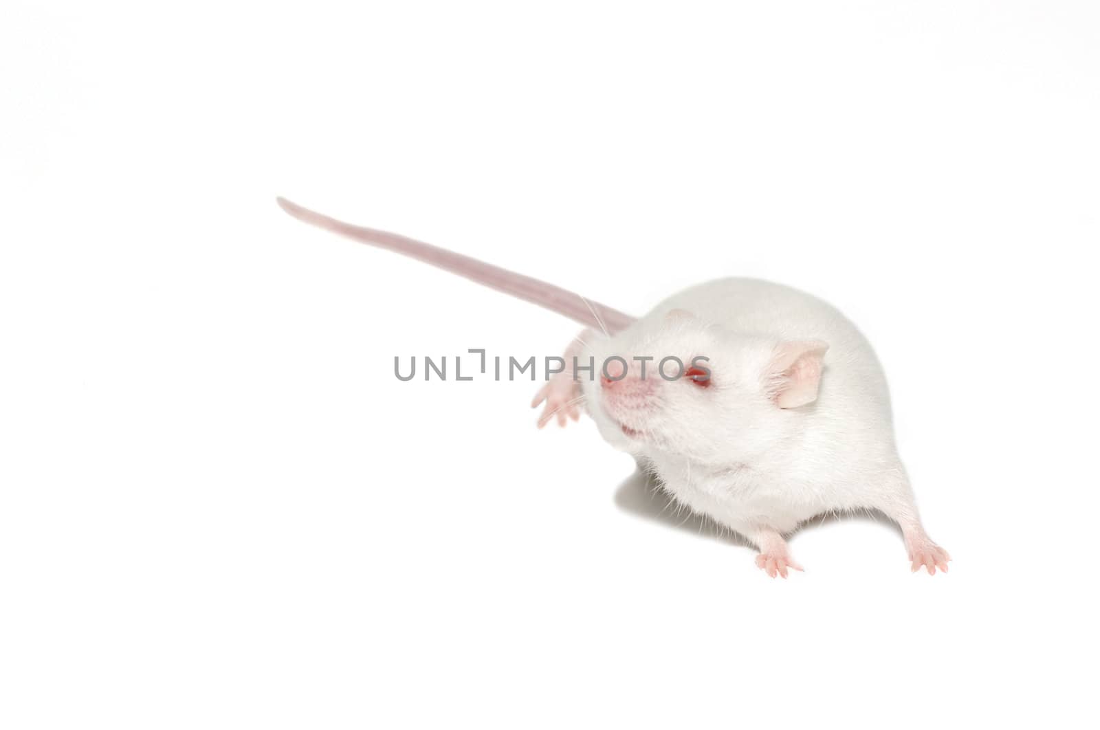 The white mouse. isolated from white background