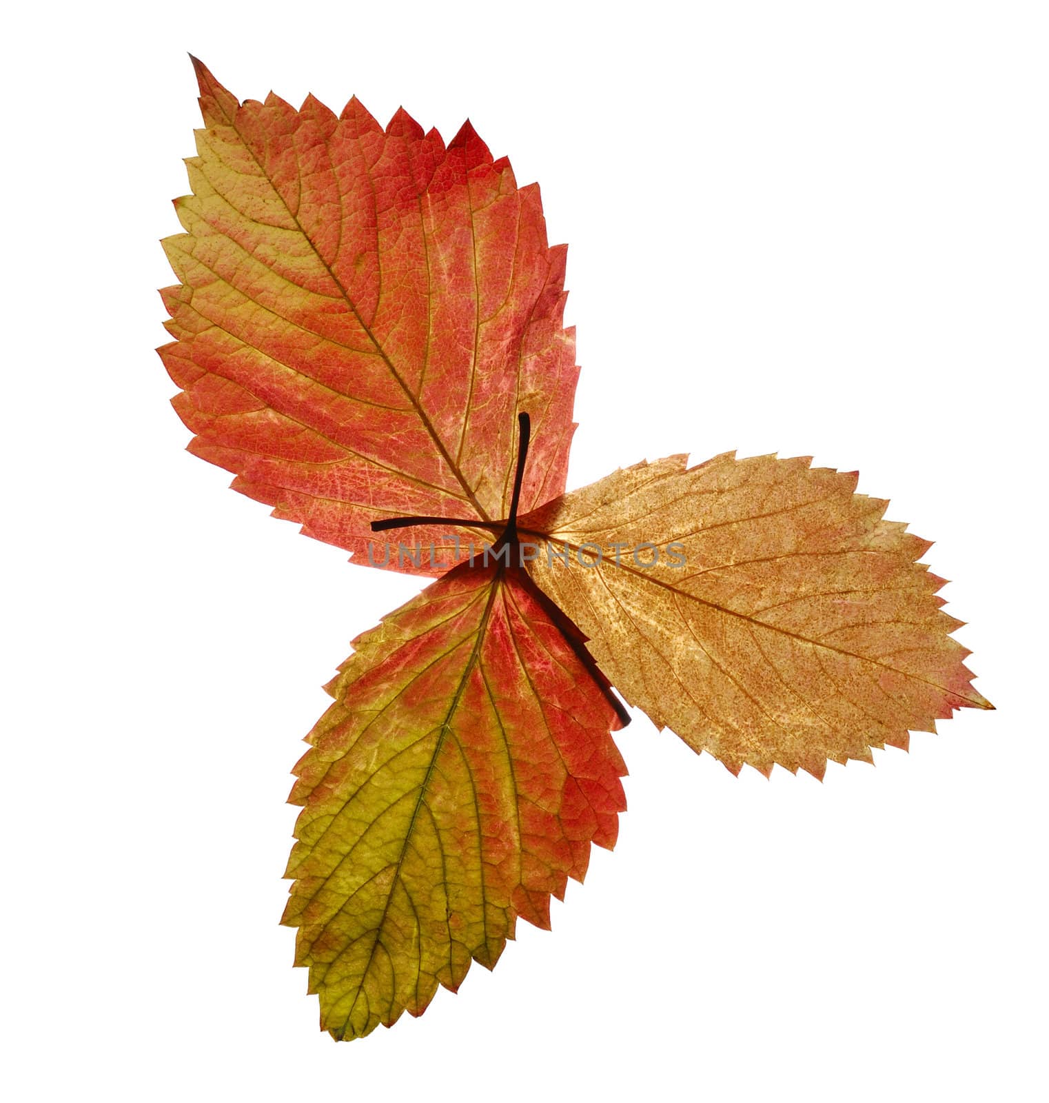 Bouquet from autumn leaves. It is isolated on a white background.