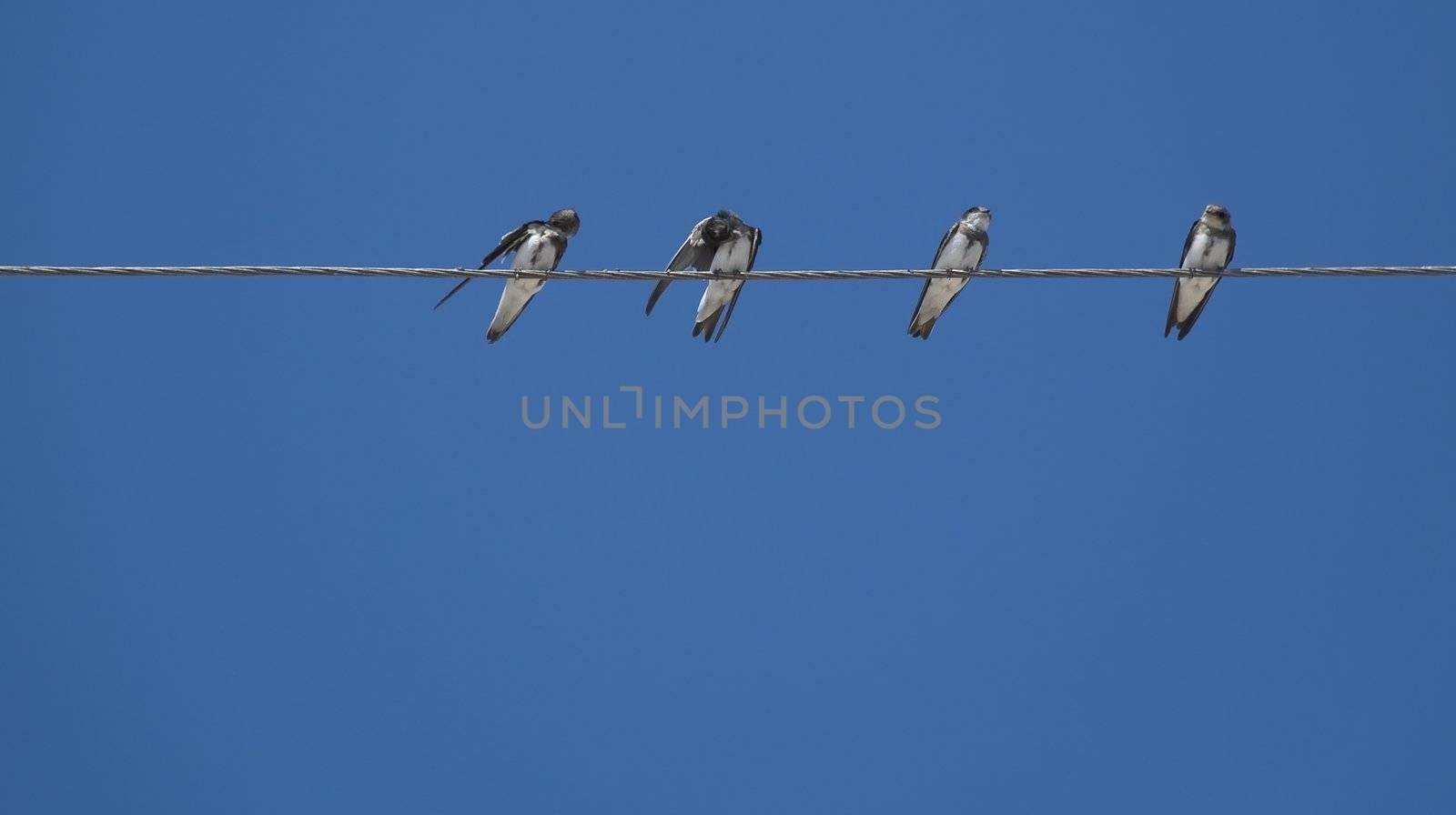 Birds (martlet) sitting on electric wires