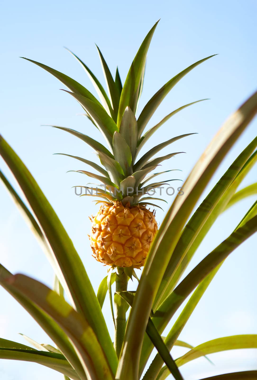 Pineapple on the plant tropical fruit on sky background
