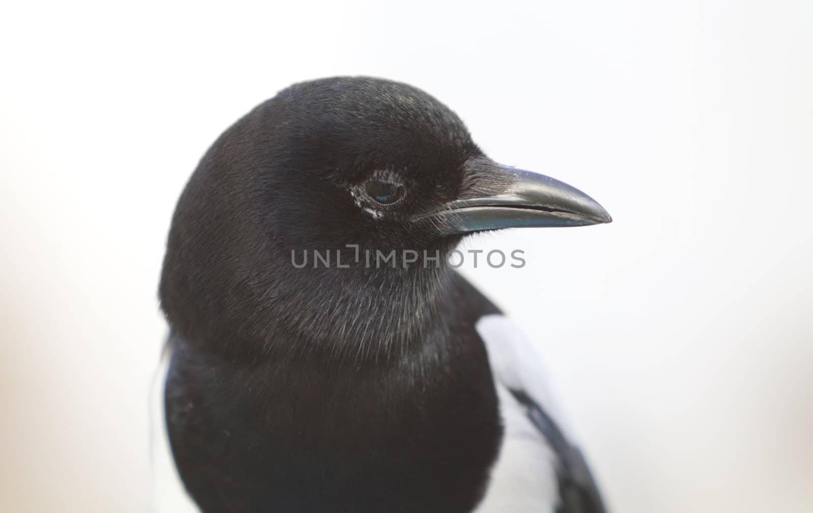 head of magpie. picture of bird taken in germany