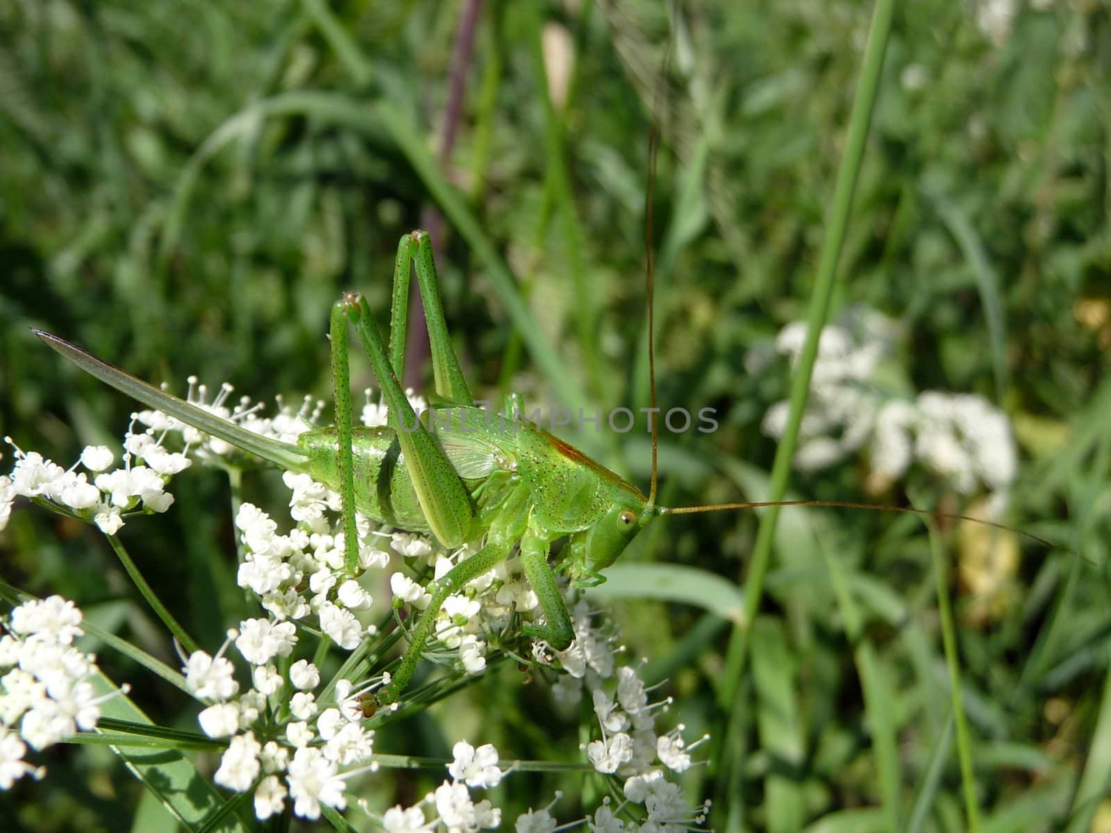 Cute green grasshopper sits on the white flowers