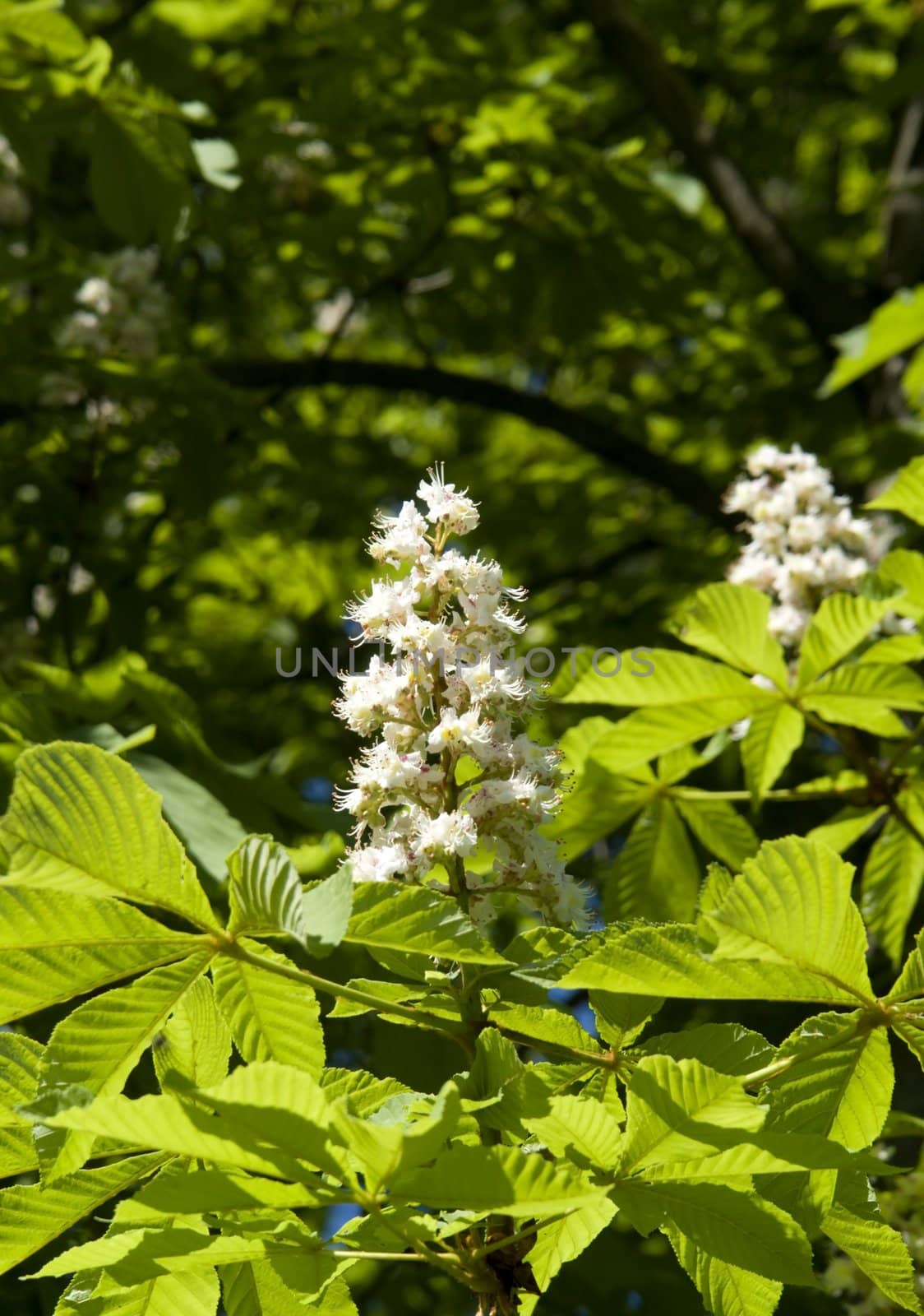 some chestnut blossoms sunny illuminated at spring time