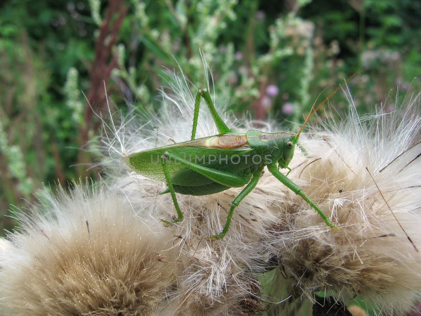 Small green grasshopper on the fuzzy plant