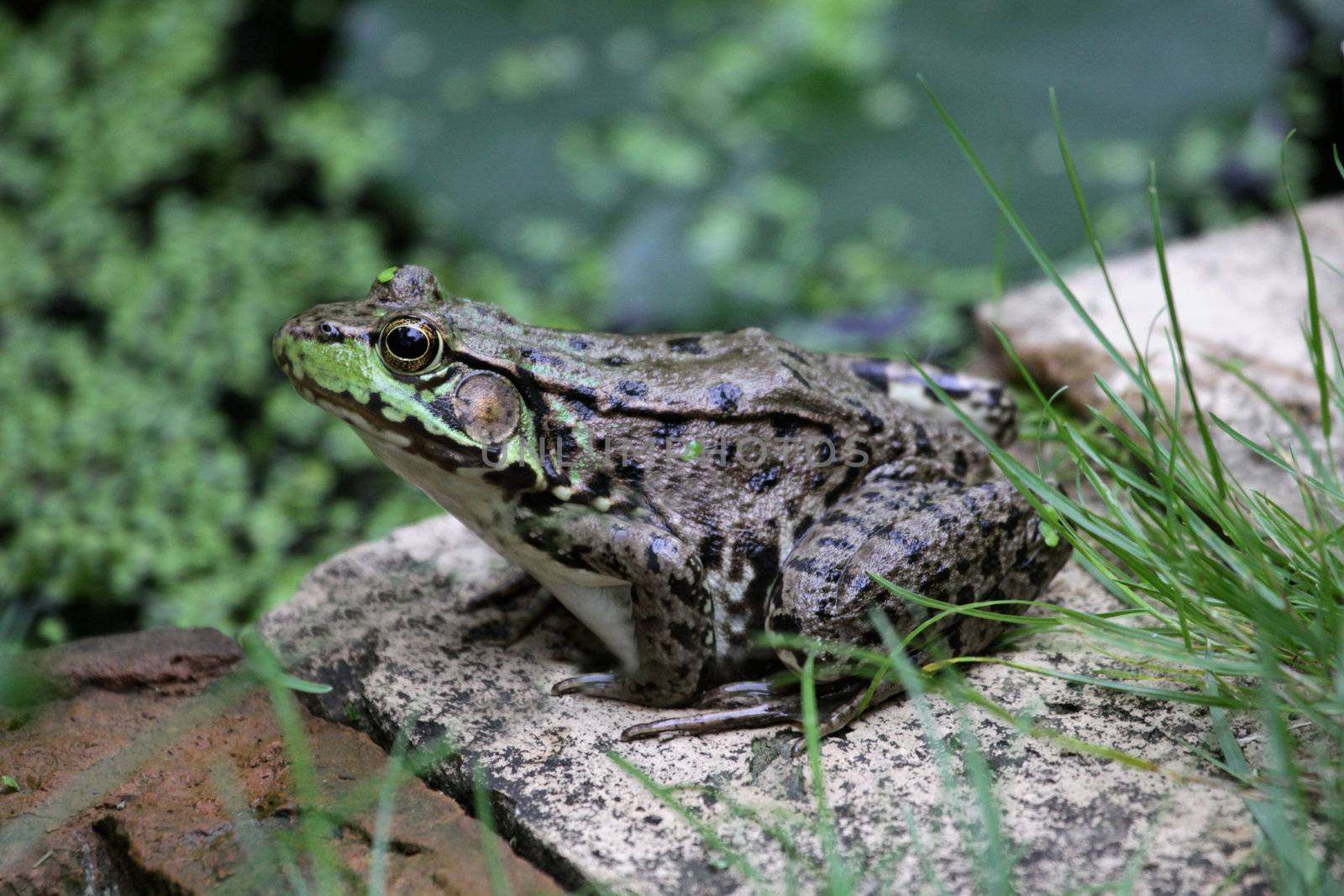 A bullfrog (Rana catesbeiana) sitting on the edge of a man made pond.
