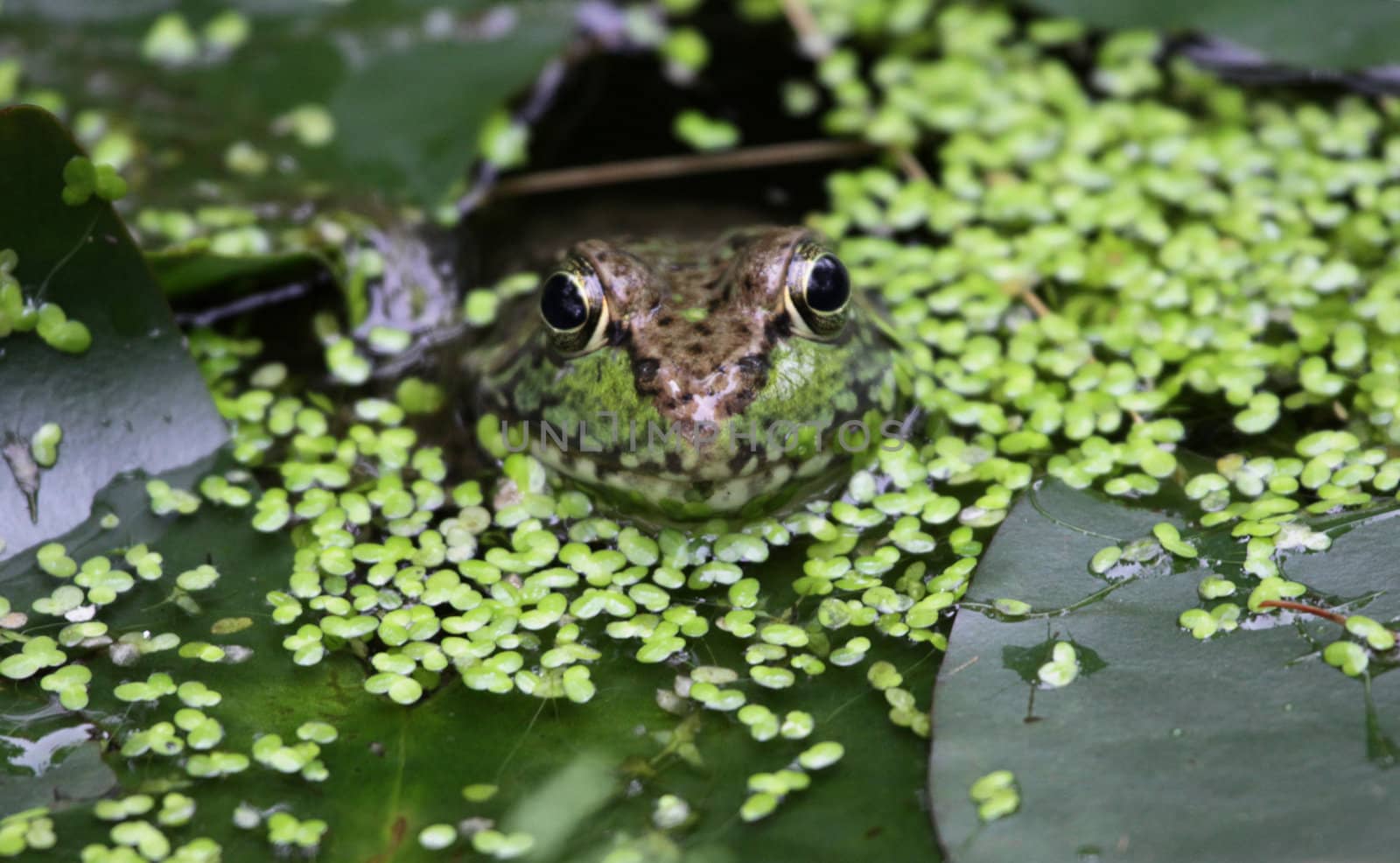 A bullfrog (Rana catesbeiana) looking right at the camera, in a swamp.
