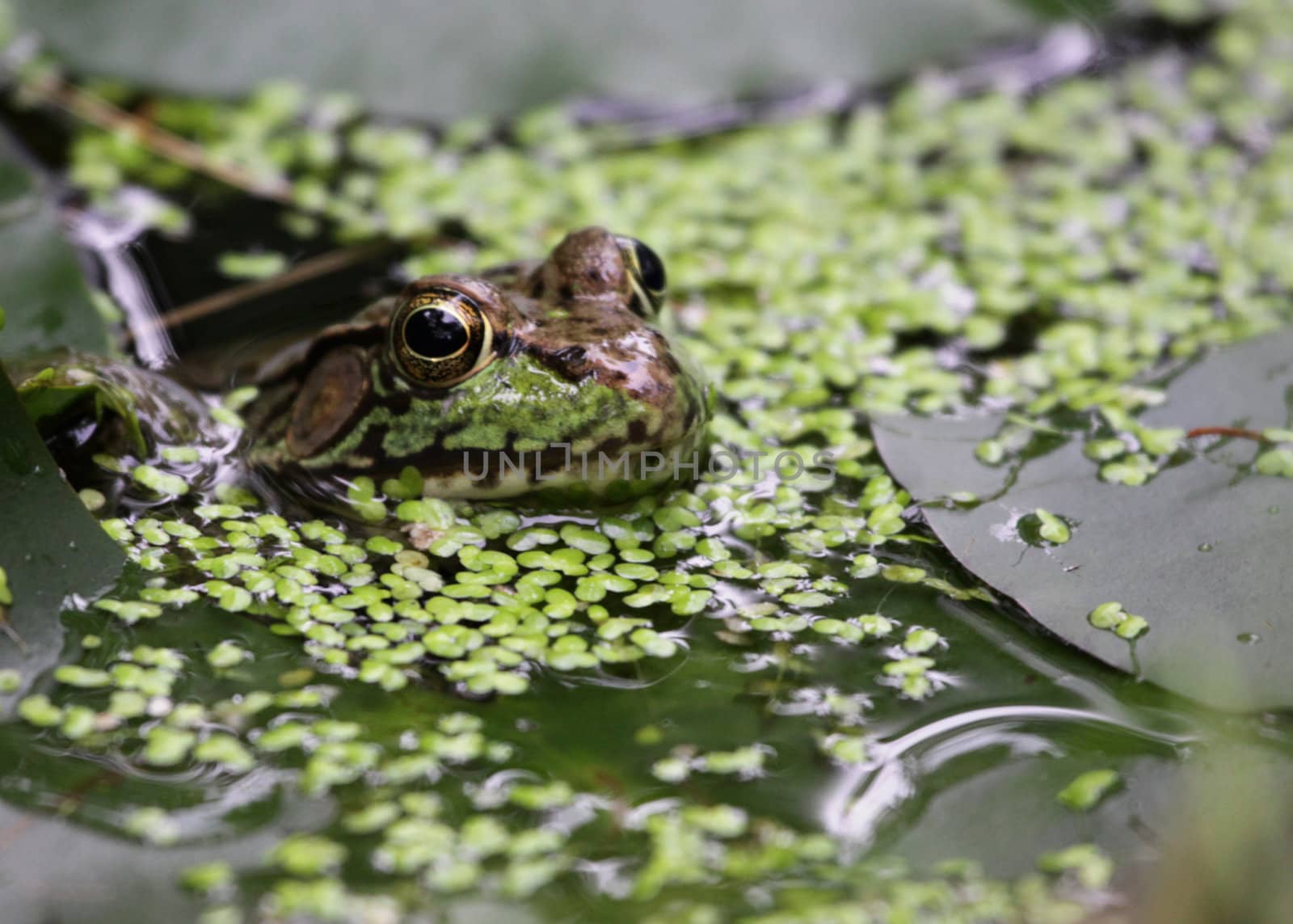 Bullfrog on the Surface by ca2hill