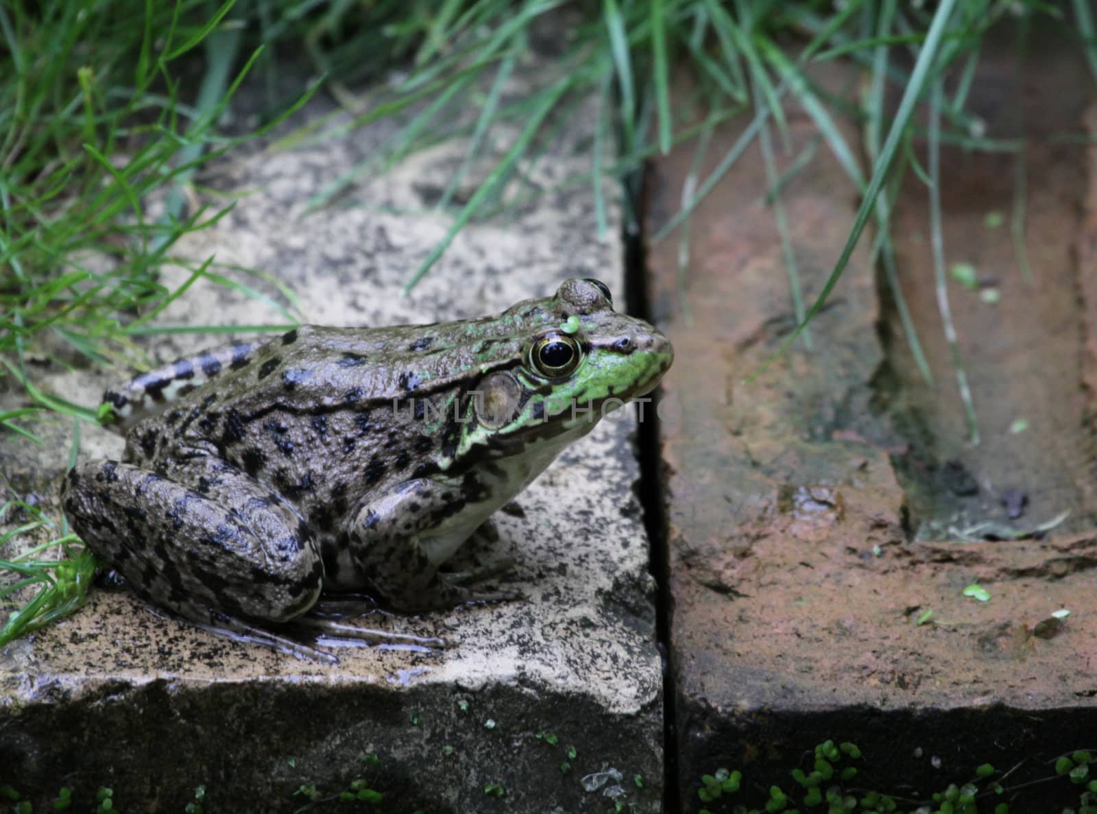 A bullfrog (Rana catesbeiana) sitting on the edge of a man made pond.
