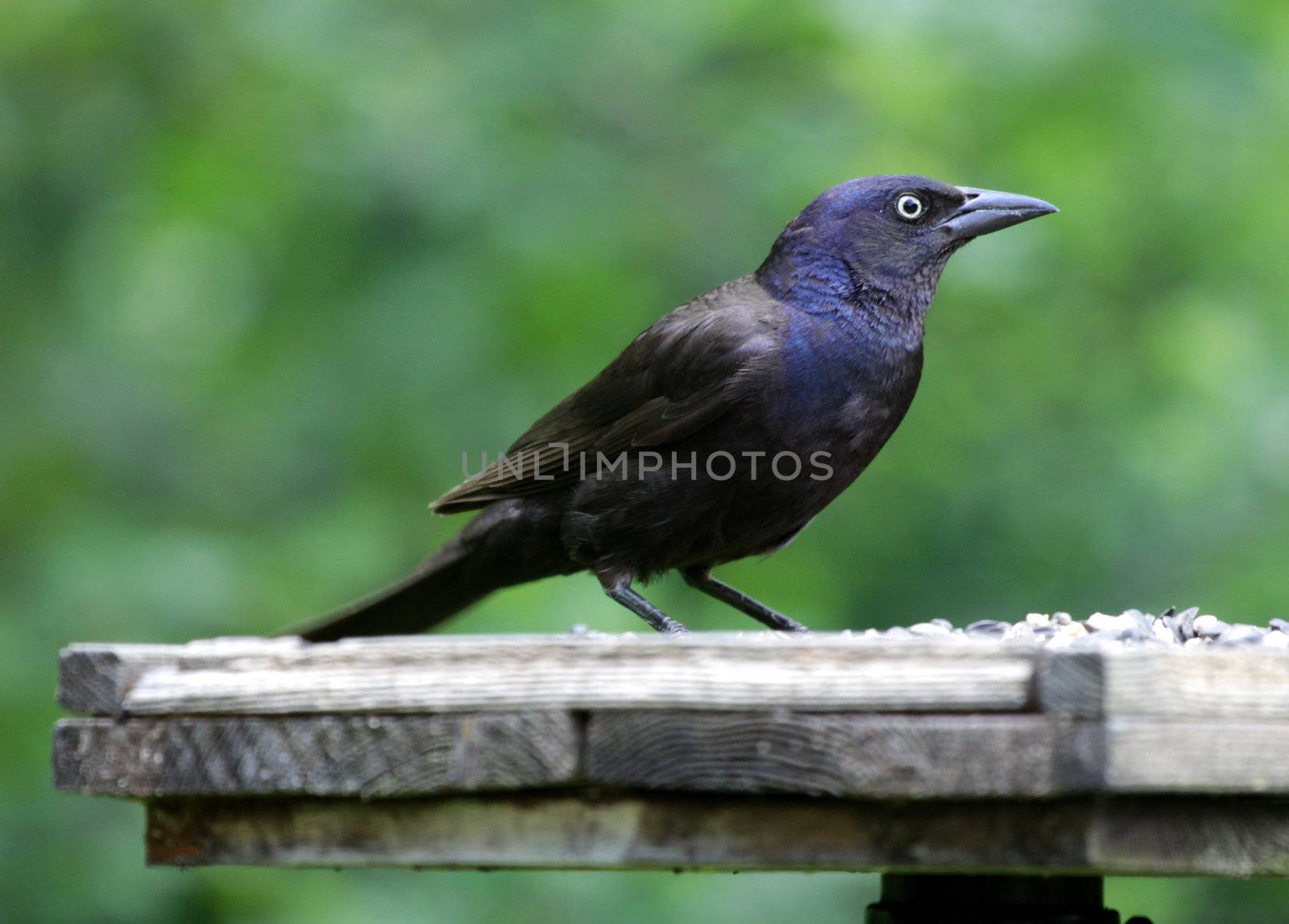 A Common Grackle (Quiscalus quiscula) sitting at a bird feeder.