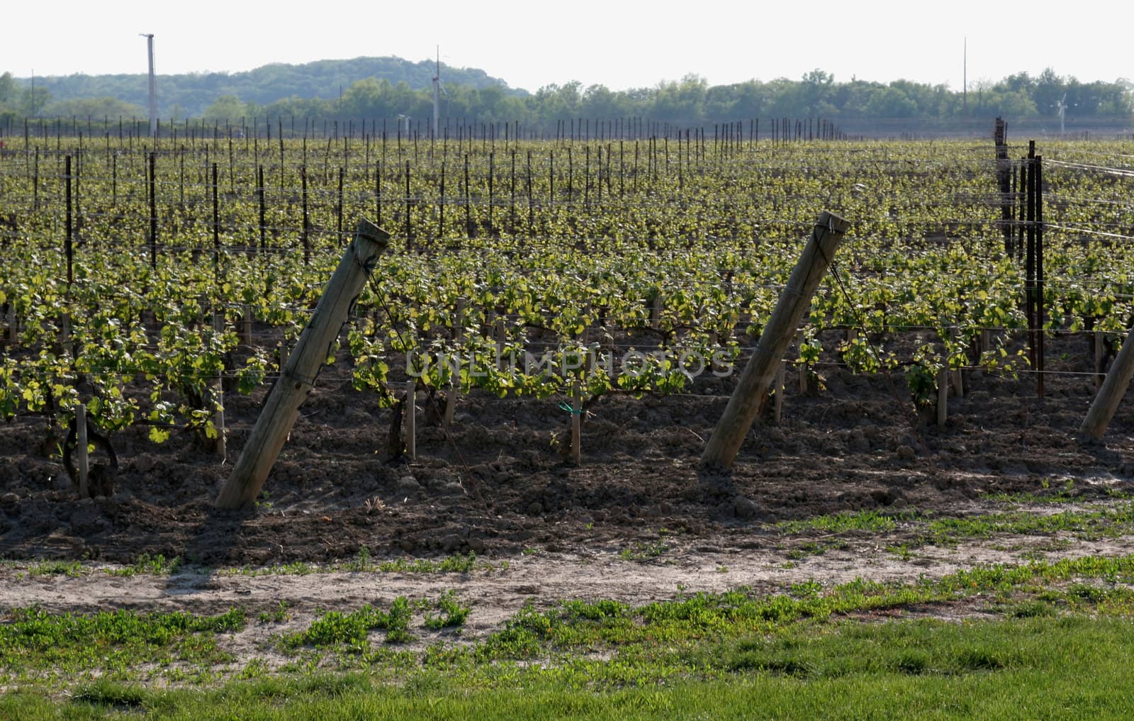 A large vineyard at dusk.
