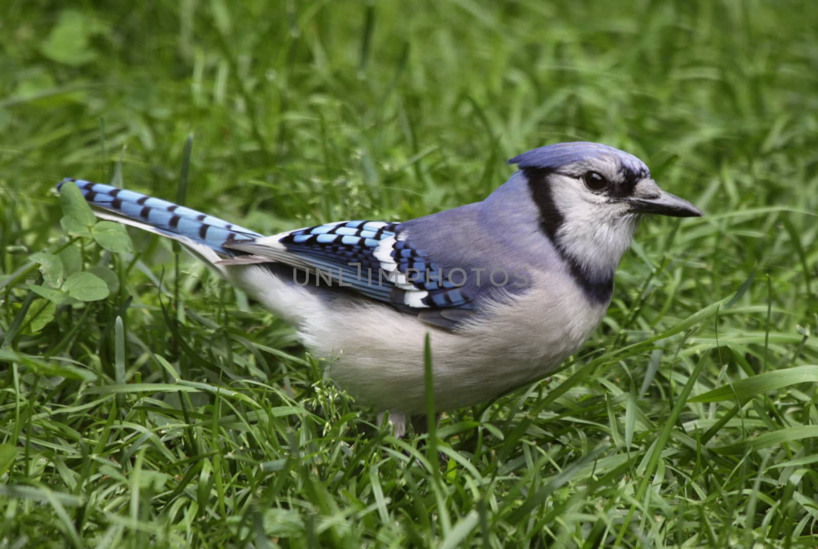 Blue Jay in the Grass
 by ca2hill