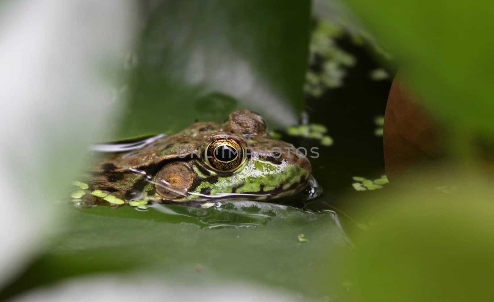 A bullfrog (Rana catesbeiana) peaking through weeds in a swamp.