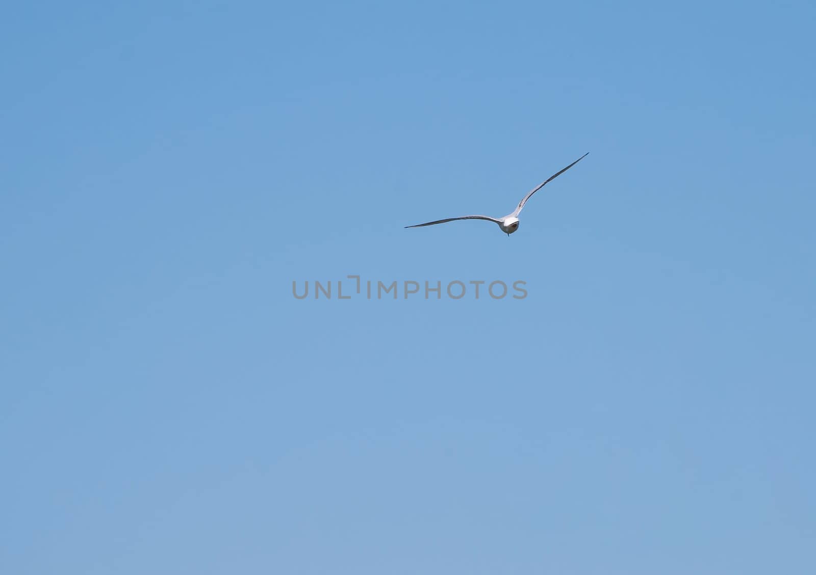 seagull flying in the cloudless sky
