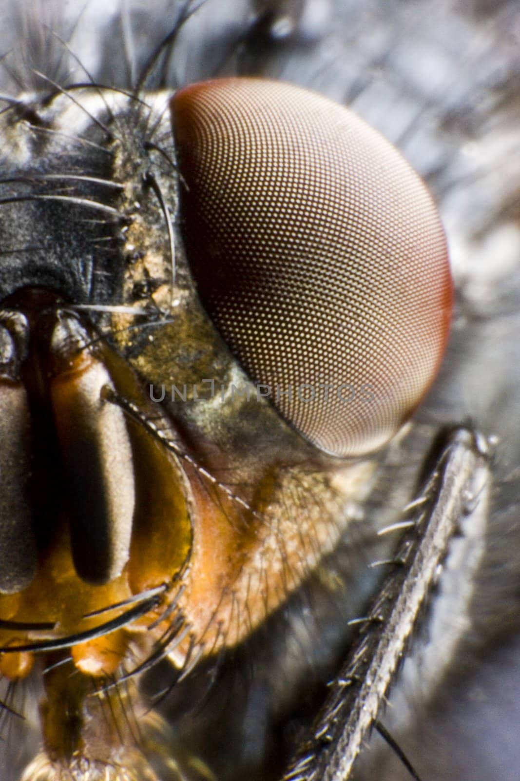 focus on compound eye. extreme macro with aggressive look
