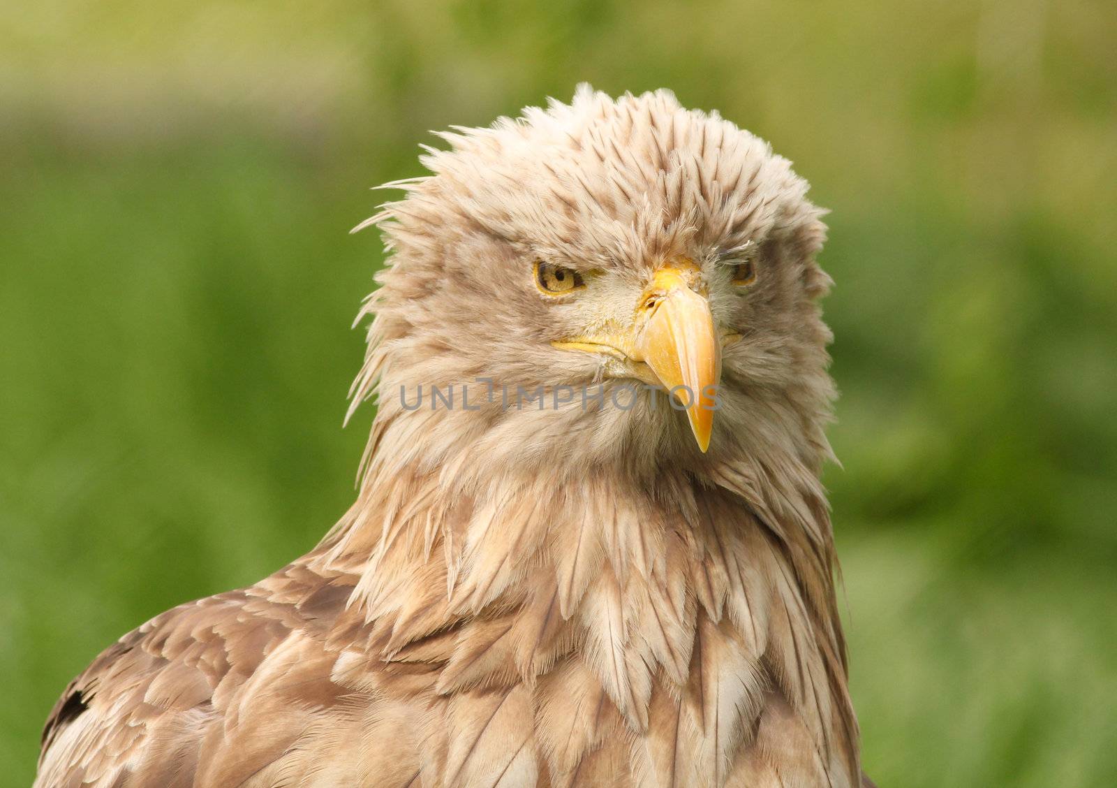 European white tailed eagle by goce