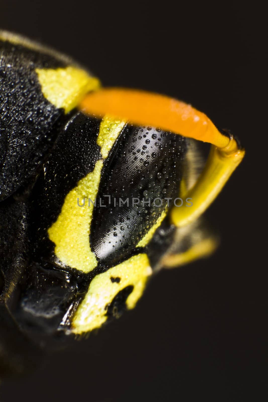 Head of wet wasp in extreme close up on black background