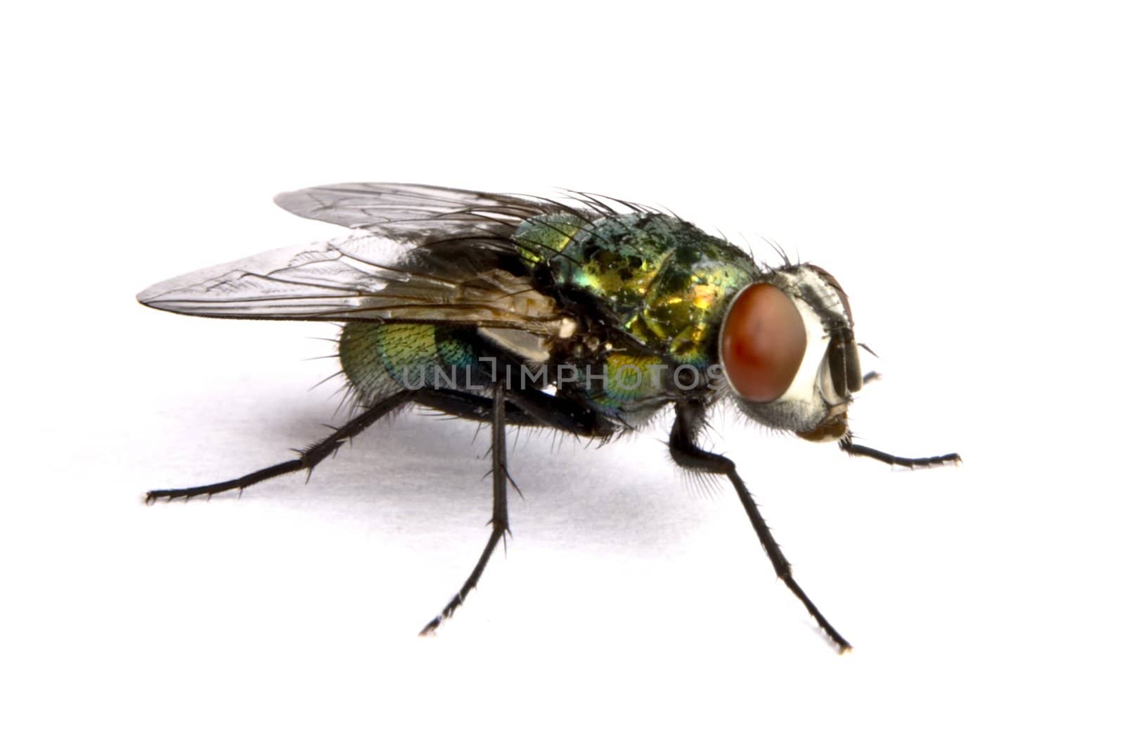 iridescent house fly in close up on light background
