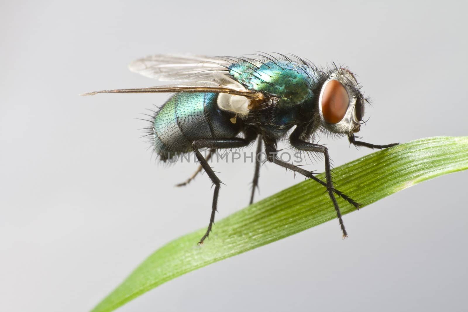 house fly in extreme close up sitting on green leaf. Picture taken before grey background. 