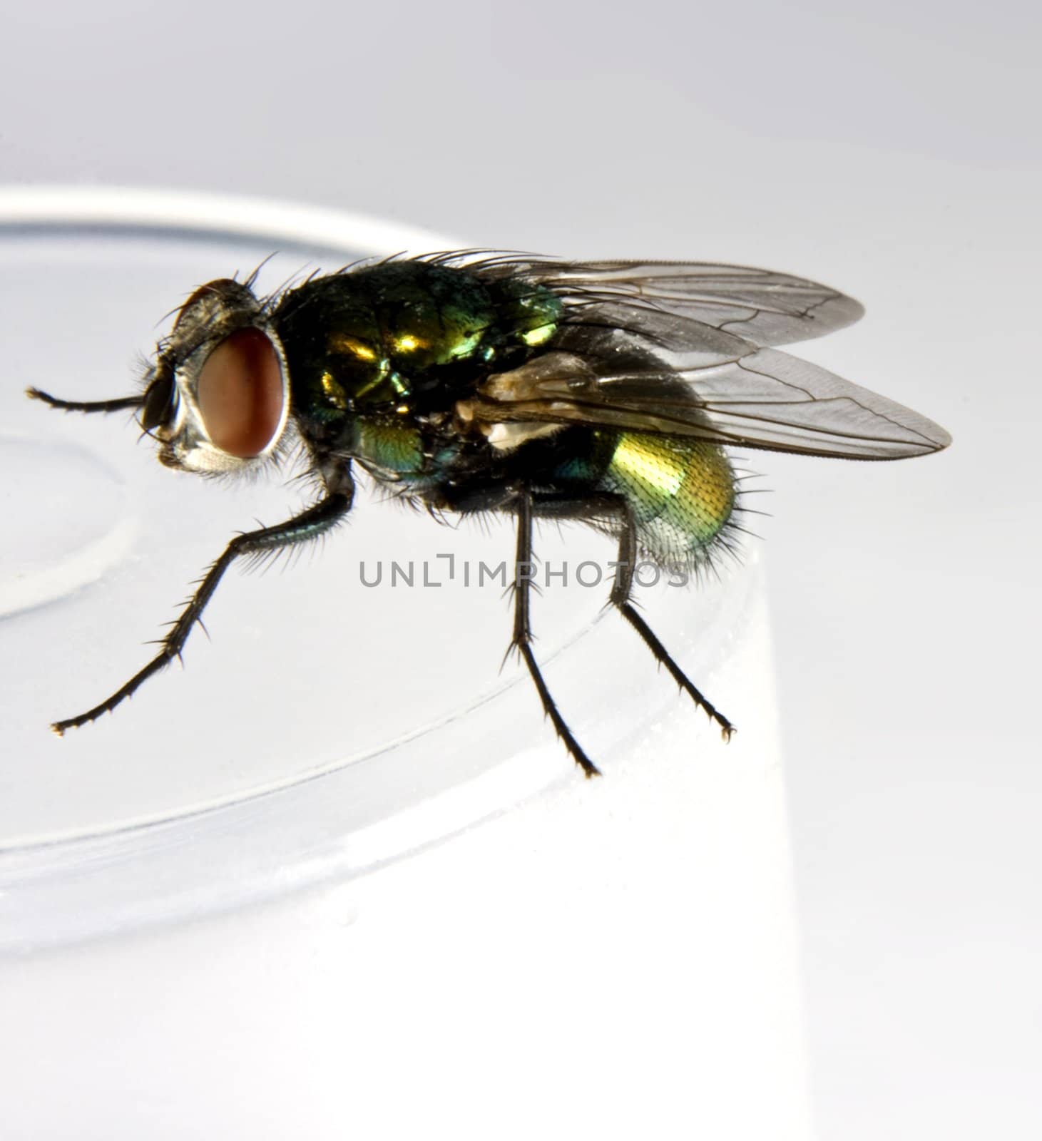 house fly in close up shot by gewoldi