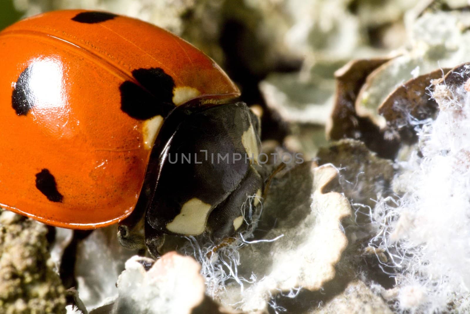 lady bug in close up on natural background