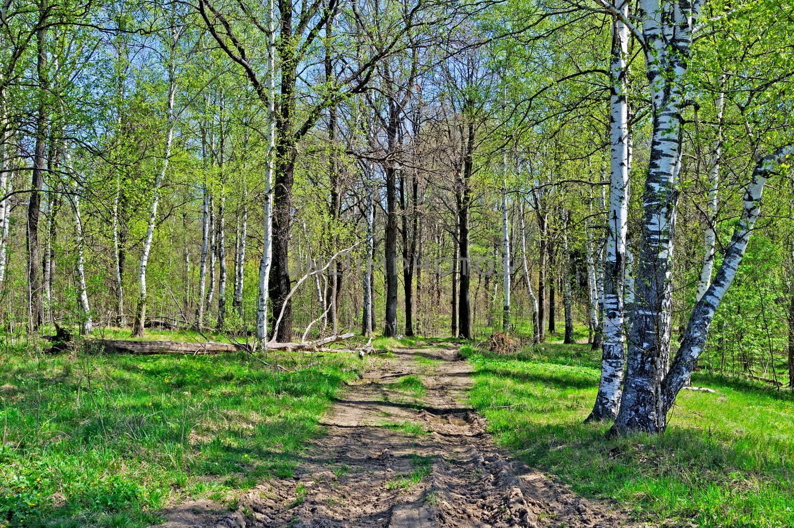 View of country dirt road across the forest