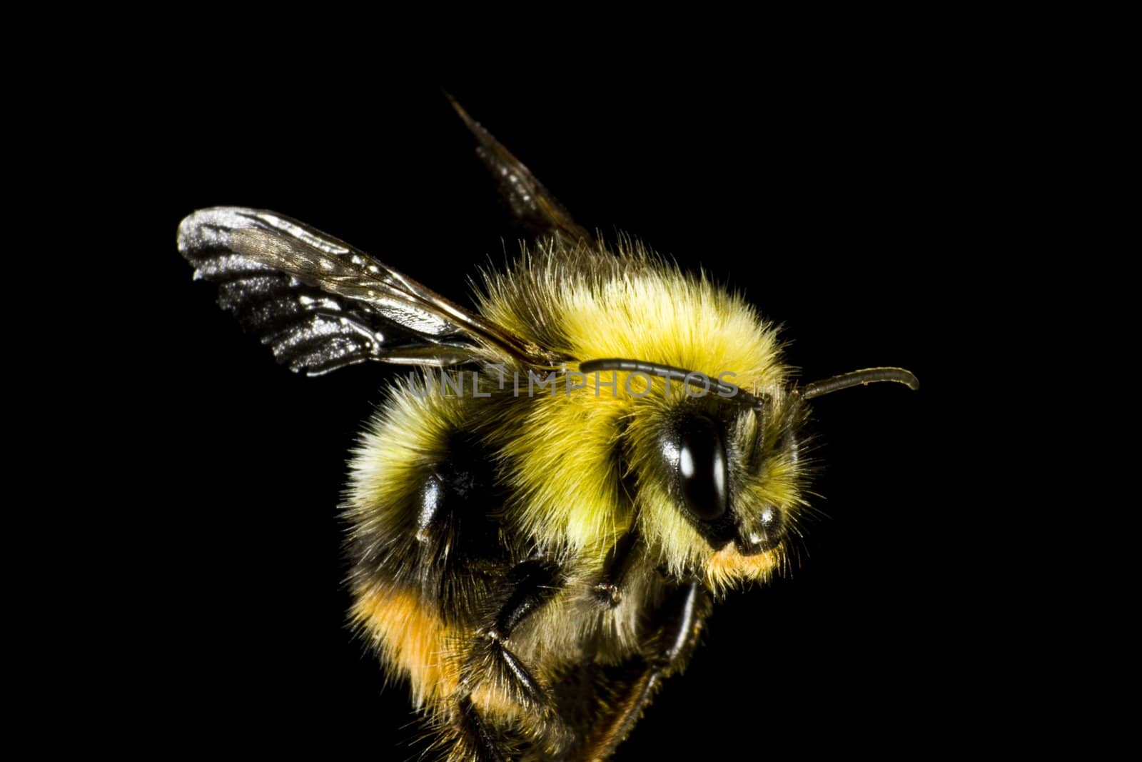 close up of bumble bee by gewoldi