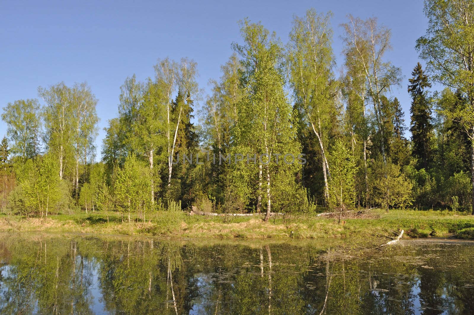 Forest landscape with small lake in spring time
