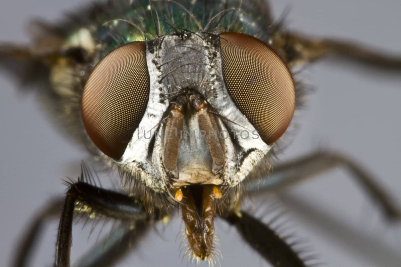 frontal shot of house fly by gewoldi