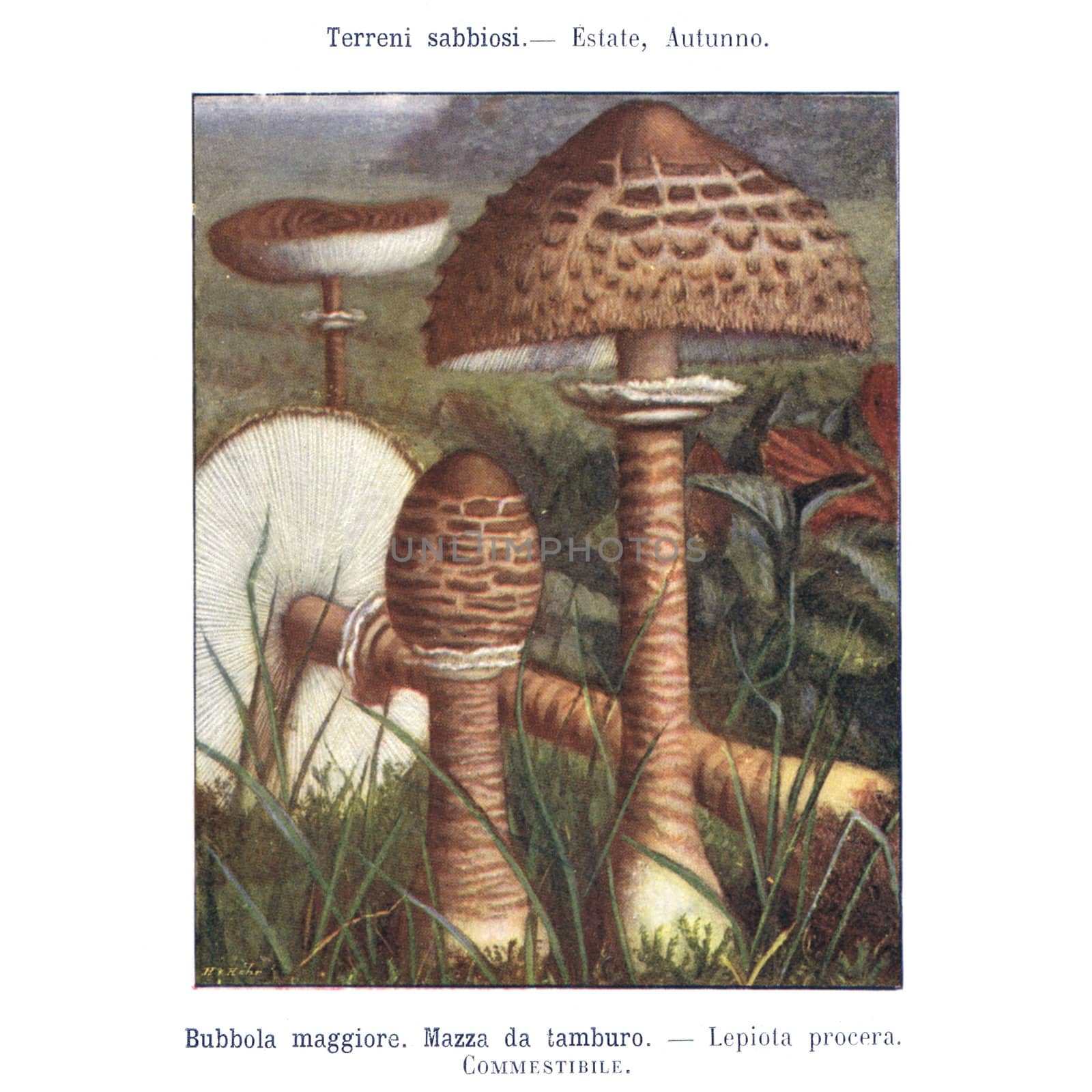 TURIN, ITALY - CIRCA 1908: Atlante dei principali funghi commestibili e velenosi (Atlas of main edible and poisonous mushrooms) by G Negri, now in the public domain circa 1908 in Turin, Italy