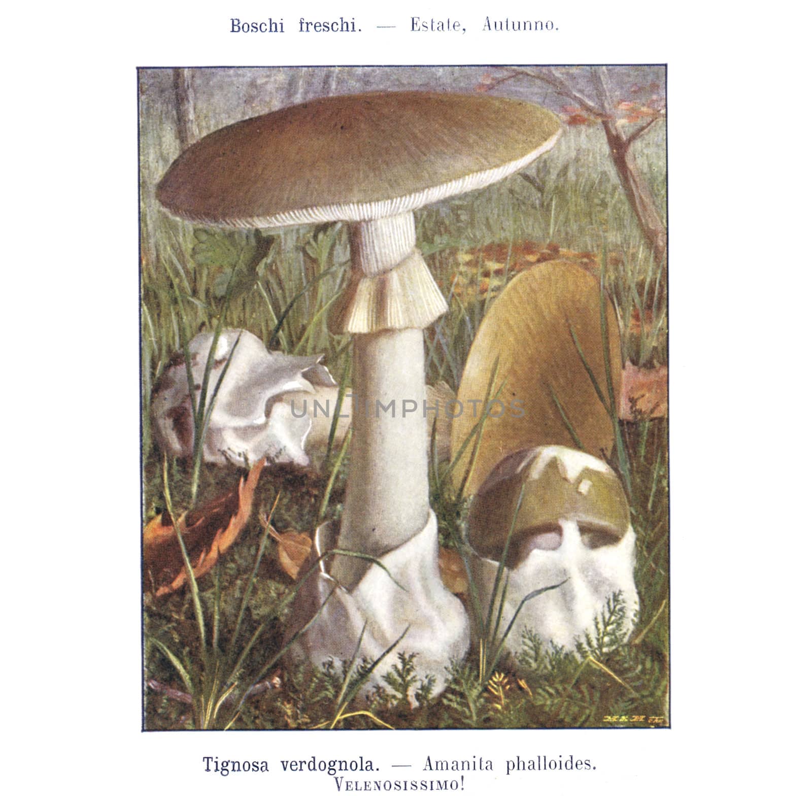 TURIN, ITALY - CIRCA 1908: Atlante dei principali funghi commestibili e velenosi (Atlas of main edible and poisonous mushrooms) by G Negri, now in the public domain circa 1908 in Turin, Italy