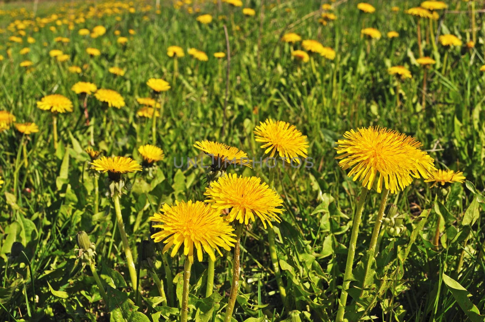 Field of yellow dandelions on sunny spring day