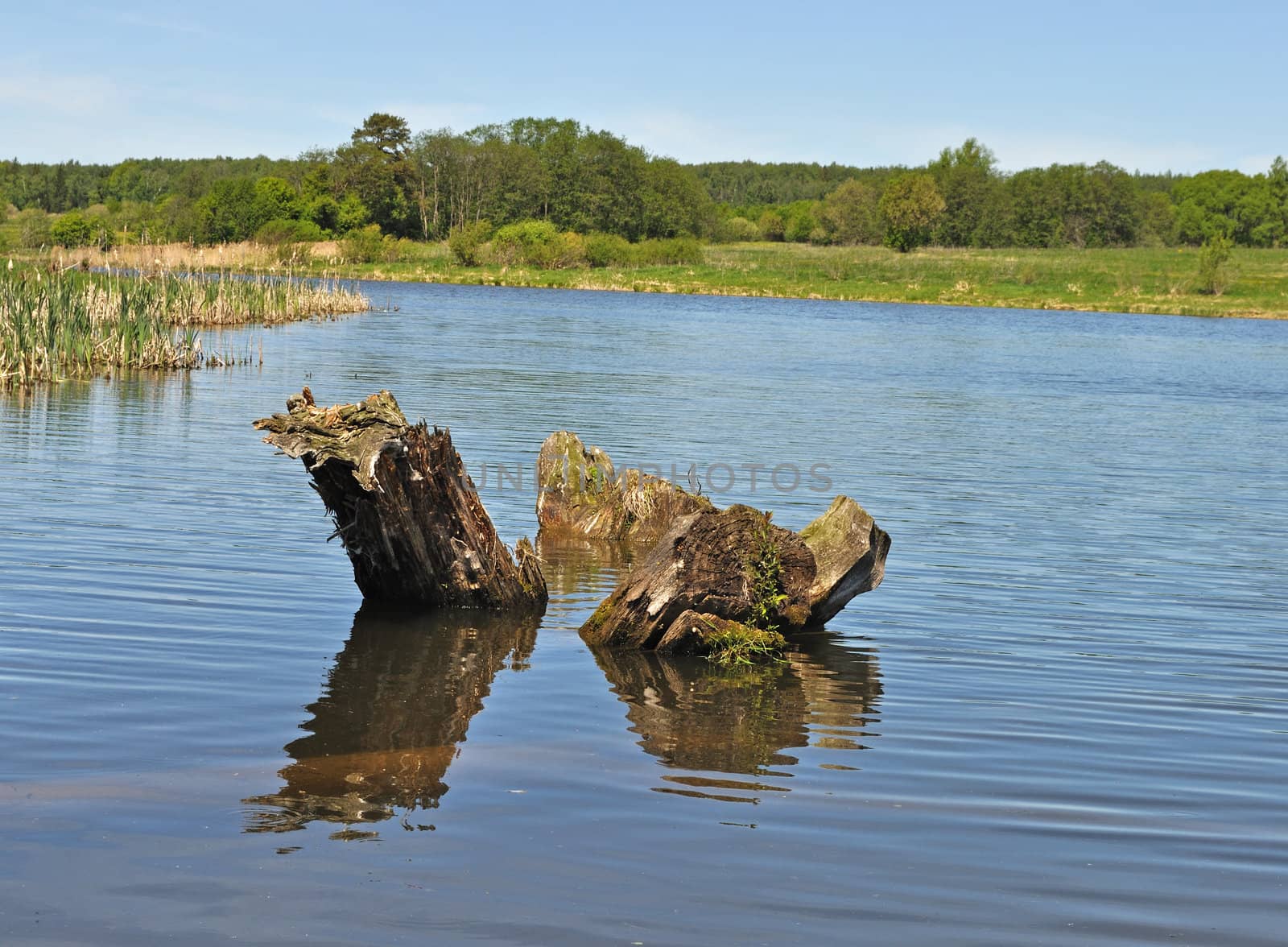 Country landscape with a lake and three thick stumps, Russia