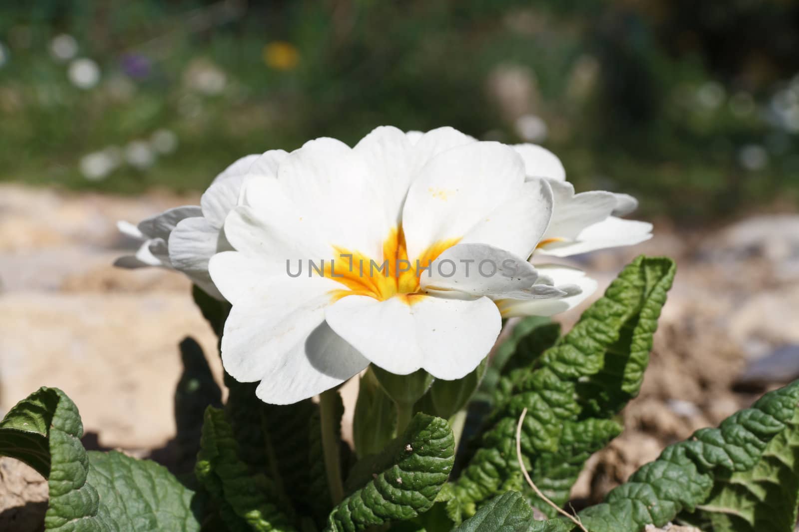 detail of primrose plant with white flowers