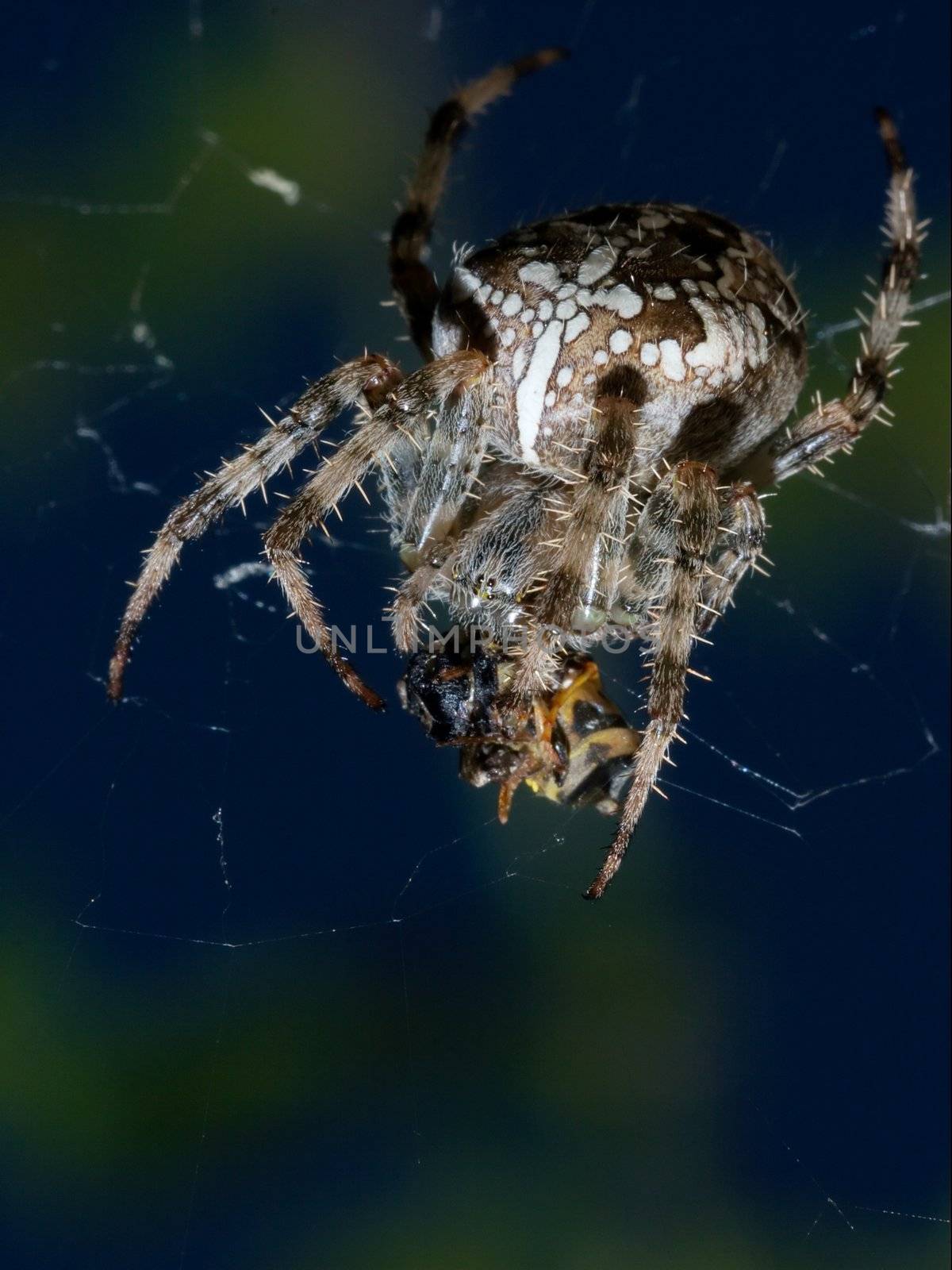 Cross-spider eating the victim caught in the web