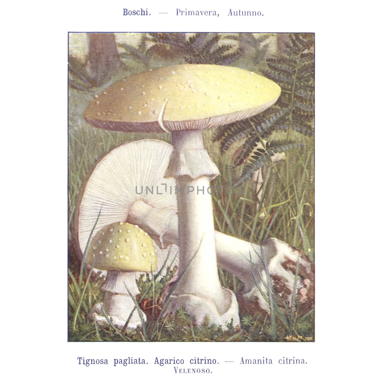 TURIN, ITALY - CIRCA 1908: Atlante dei principali funghi commestibili e velenosi (Atlas of main edible and poisonous mushrooms) by G Negri, now in the public domain circa 1908 in Turin, Italy