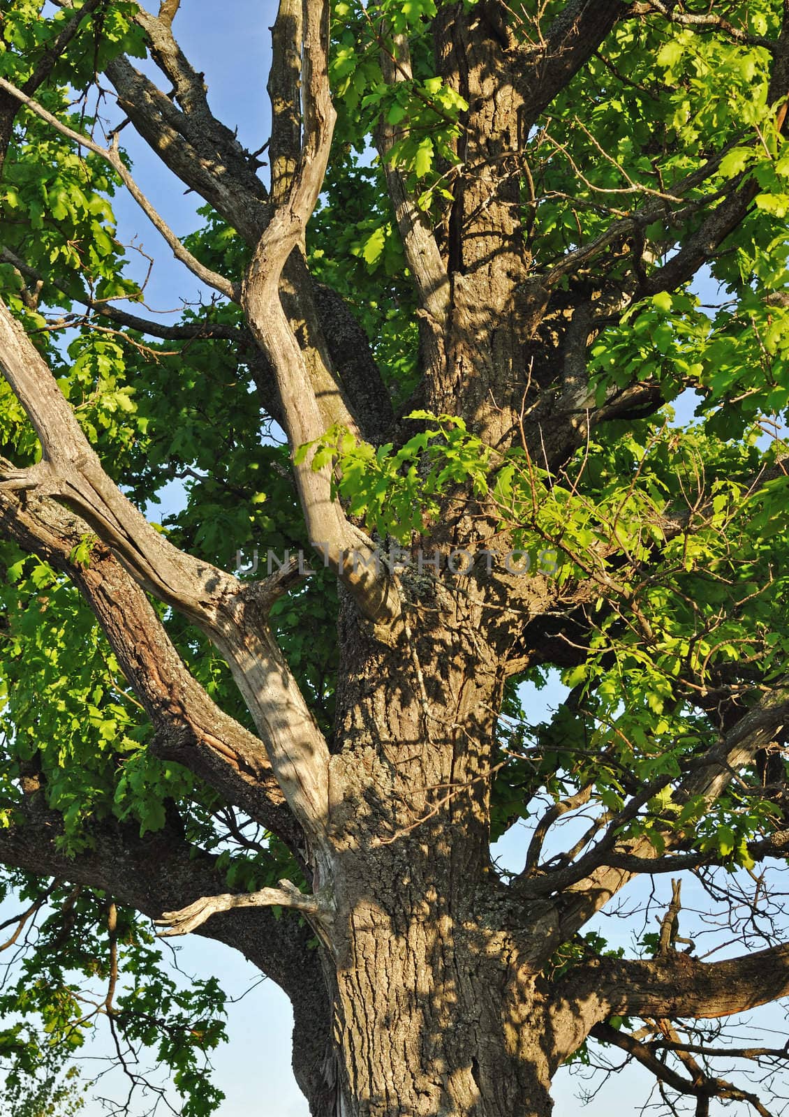 Old oak tree trunk with branches, spring time