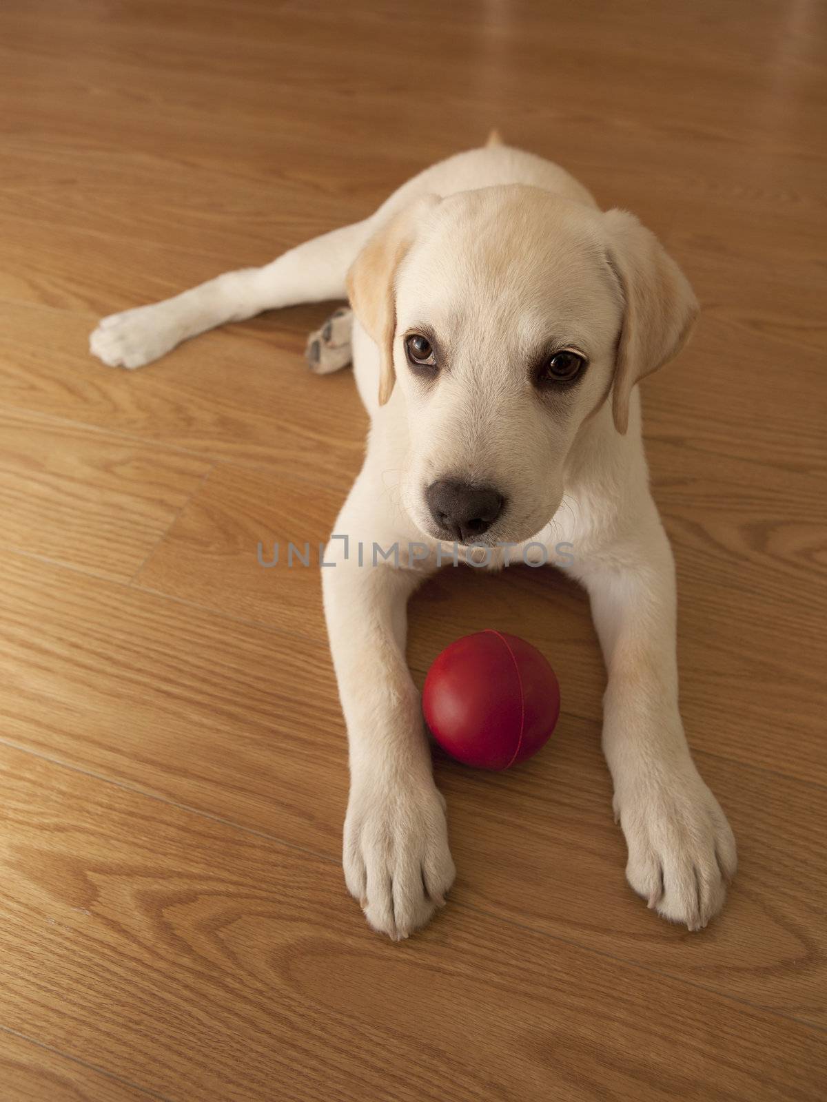 Labrador retriever puppy lying on the floor and playing with a red ball