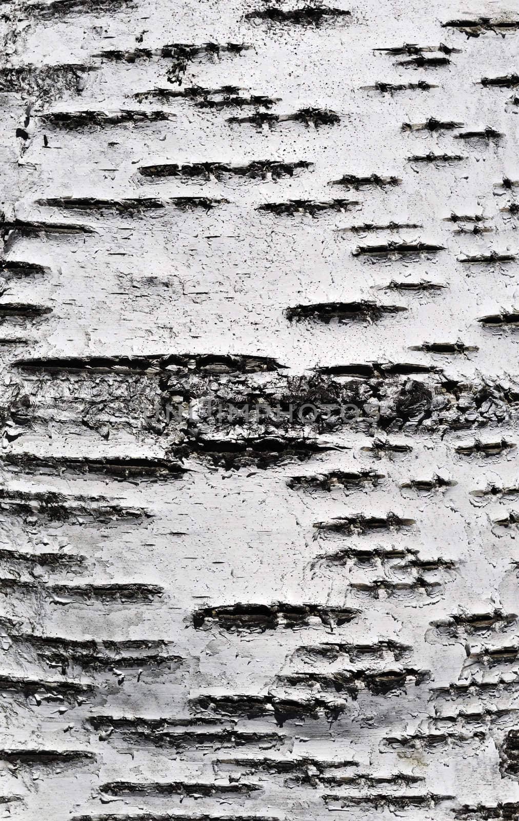 Close up of birch bark surface texture