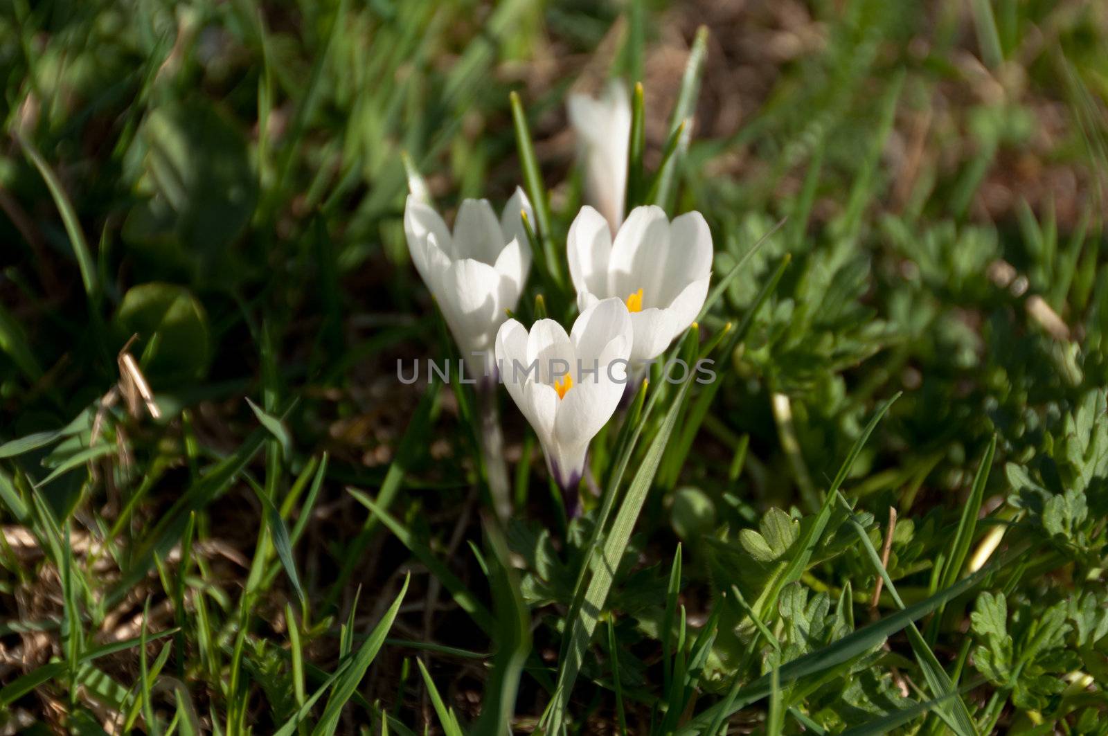 White Crocus in the grass in spring