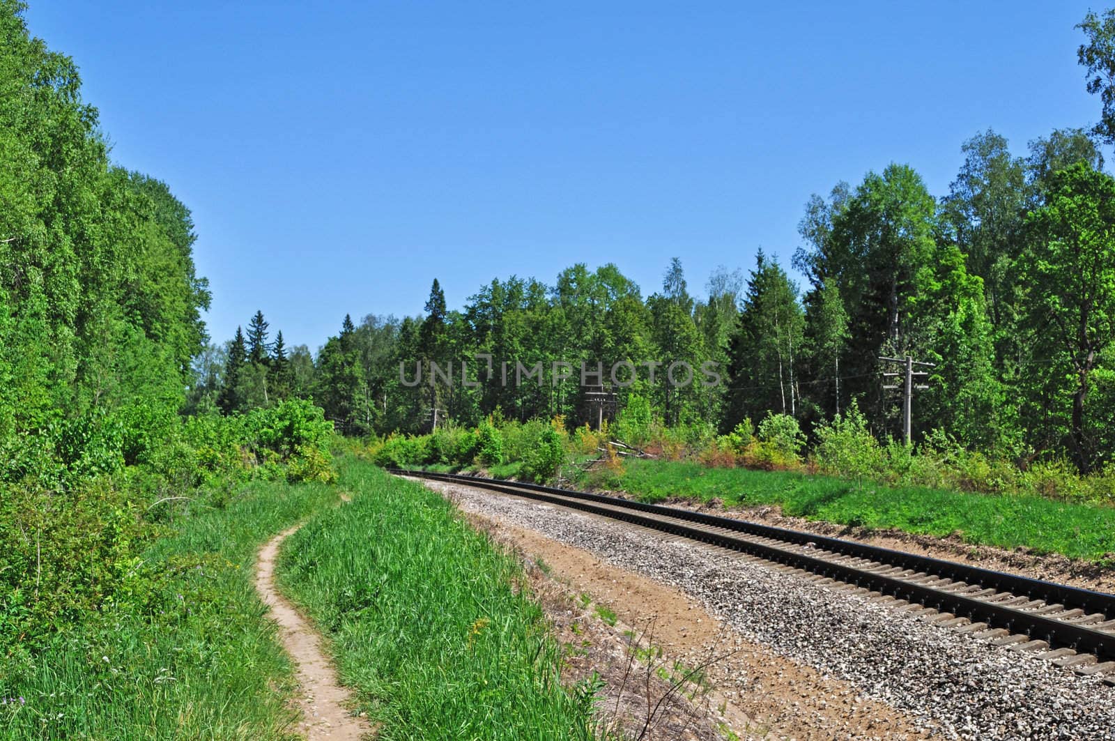 Foot path and railroad track in forest