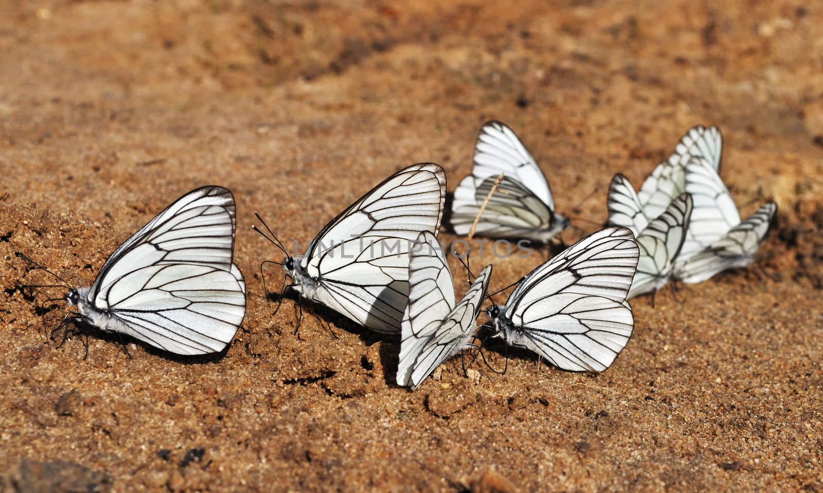 White butterflies on sand by wander