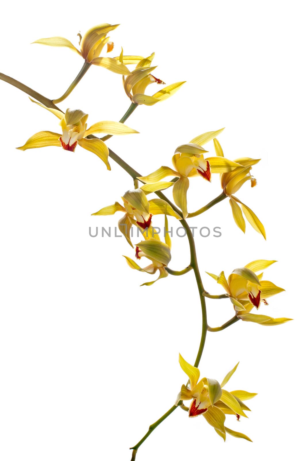 fresh bright yellow orchid isolated on white background.